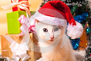 Christmas cat in red santa`s hat near christmas tree