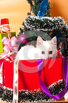 Christmas cat in red santa`s hat near christmas tree