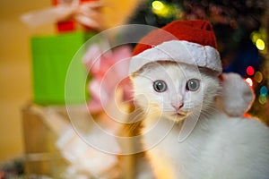 Christmas cat in red santa`s hat near christmas tree