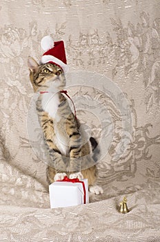 Christmas cat santa claus cap