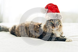 Christmas cat in Santa Claus hat