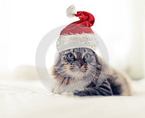 Christmas cat in Santa Claus hat