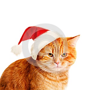 Christmas Cat in Santa Hat