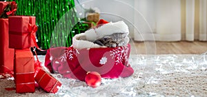 Christmas cat sleeping. Christmas presents concept. Portrait of kitten wearing Santa Clause hat over the christmas tree, gifts.