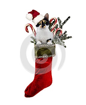 Christmas Cat Stocking