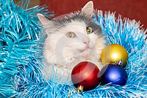 Christmas cat. Tinsel. New year background. Beautiful black and white cat. balls blue, red, gold