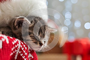 Christmas cat wearing Santa Claus hat sleeping on plaid under christmas tree with blurry festive decor. Adorable little tabby