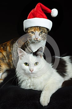 Cats with Santa cap