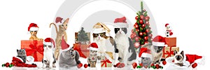 Christmas cats