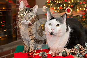 Christmas cats