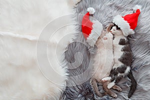 Christmas cats wearing Santa Claus hat hugging sleeping on plaid. Couple of kittens in love little kittens sleep