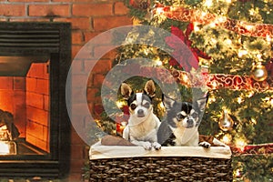 Christmas Chihuahuas in a basket