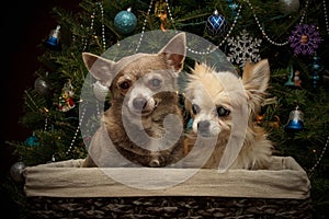 Christmas Chihuahuas in a basket