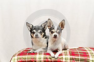 Christmas Chihuahuas in a red basket