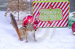 Christmas chipmunk in the snow