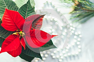 Christmas closeup mockup with poinsettia, with copy place. Cozy background