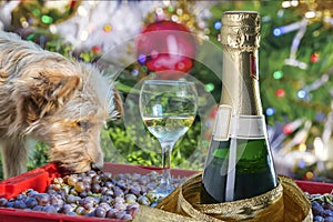 Christmas collage of a yellow dog year, a dog, a glass and champagne.