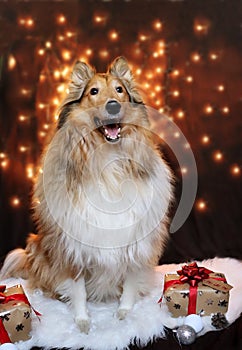 Christmas collie dog with gift