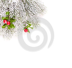 Christmas composition border with green frozen fir branch and holly red berries and leaves isolated on white background