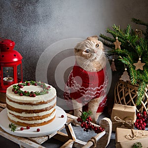 Christmas composition. Cute cat in knitted sweater with festive cake, gifts, fir tree and decorations on gray background.