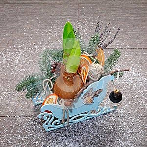 Christmas composition in decorative sleigh with pine branches, cones, dried orange slices, cinnamon, ball and amaryllis bulb