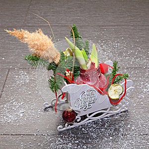 Christmas composition in decorative sleigh with pine branches, dried apple slices, cinnamon and red amaryllis bulb