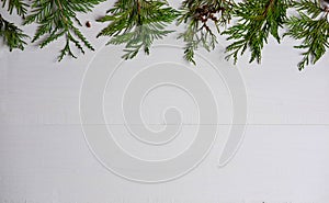 Christmas composition with live branches of a coniferous tree. The form for the text of the New Year banner on a white