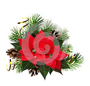 Christmas composition with pine twigs and red poinsettia flowers