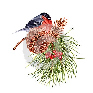 Christmas composition with red bullfinch bird perched on pine tree branch, pine cones and rowan berries. Hand drawn watercolor