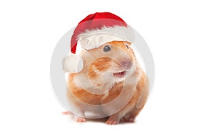 Christmas concept. Hamster wearing red Santa hat isolated on white background