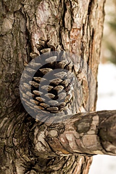 Christmas cone on a tree branch in winter