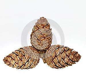 Christmas cones. Bumps. Natural. Gifts of nature.