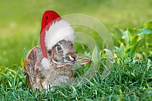 Christmas cottontail bunny