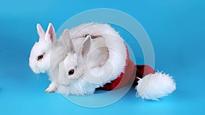 Christmas couple rabbits sitting in the Santa Claus hat