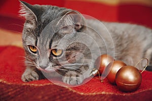 Christmas Cute cat is playing with christmas balls.Checkered red plaid