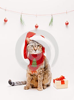 Christmas cute cat in Santa hat sitting near gift box.