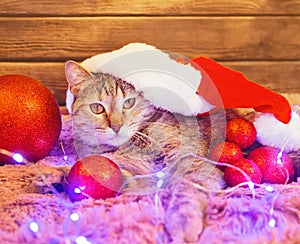 Christmas cute cat wearing in Santa hat looking at camera.