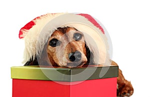 Christmas dachshund