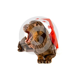 Christmas dachshund yawning