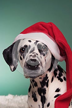 Christmas Dalmatian