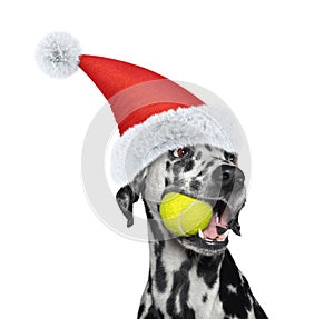 Christmas dalmatian dog with a ball. Isolated on white
