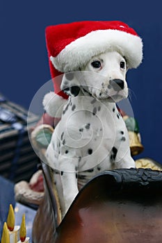 Christmas dalmatian puppy wearing santa's hat