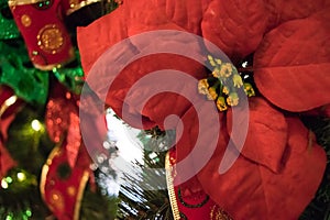 Christmas and December holiday decorations-Poinsettia