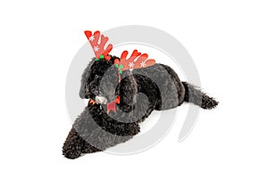 Christmas decorated dog isolated on white background