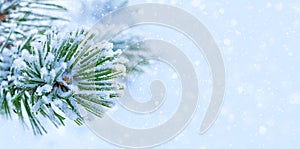 Christmas decoration banner. Snowy fir branch under snow