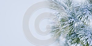 Christmas decoration banner. Snowy pine branch under snow