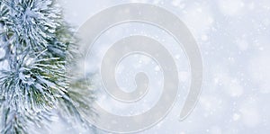 Christmas decoration banner. Snowy pine branch under snow