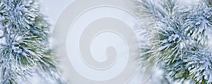 Christmas decoration banner. Snowy pine branch under snow