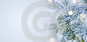 Christmas decoration banner. Snowy pine branch under snow with Christmas lights