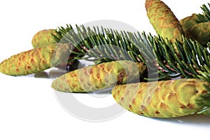 Christmas decoration - bunch of Colorado Spruce tree Picea pung